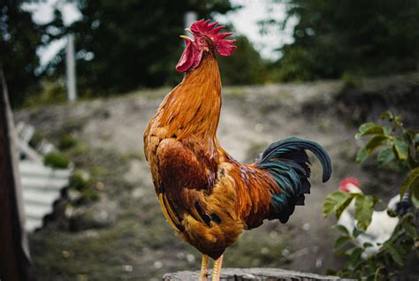 M le coq qui chante!  A Timeless Classic Exploring Love and Class Struggles Through a Musical Lens