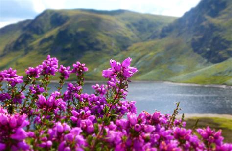 The White Heather -  A Scottish Romance With Dramatic Landscapes and Intriguing Characters!